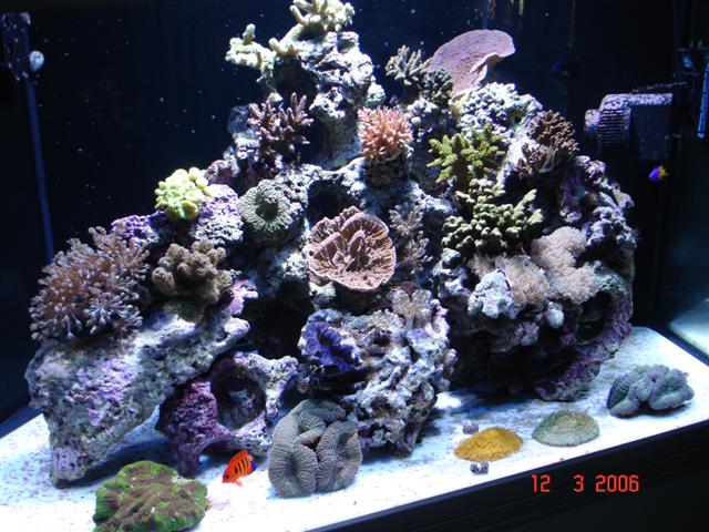 Nyt akvarie 046 (Small).jpg
