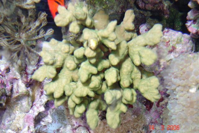 Nyt akvarie 115 (Small).jpg
