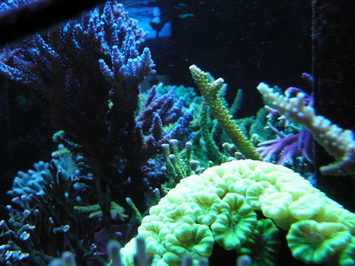 forum pic 97.jpg