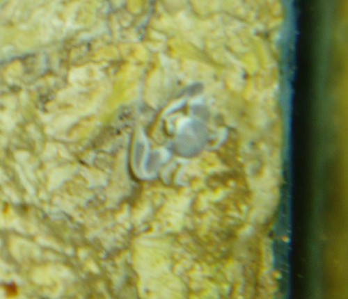 Neopetrolisthes oshimai - anemone krabe.JPG