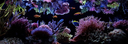 pic16_wide.jpg