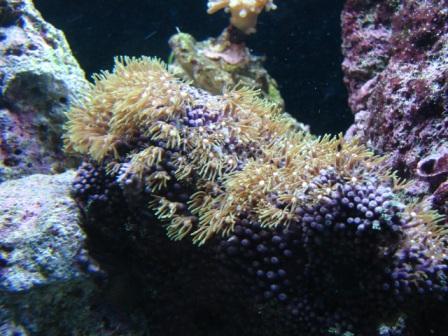 akvarie28.03.JPG