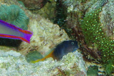Scoter Blenny.JPG