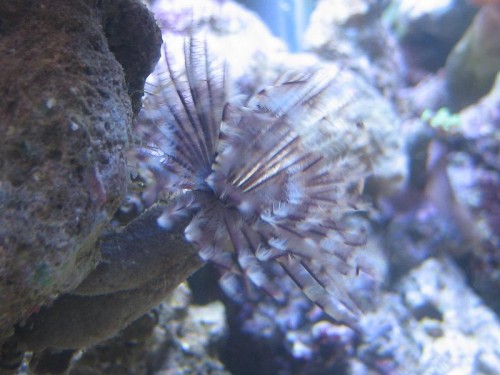 akvarie 37L 129.jpg