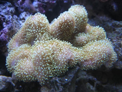 akvarie 37L 126.jpg