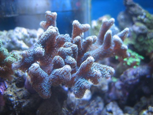 akvarie 37L 123.jpg