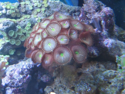 akvarie 37L 122.jpg