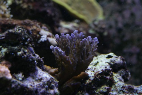 Acropora sp. (Large).JPG