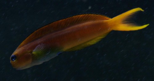 midas (Large).jpg