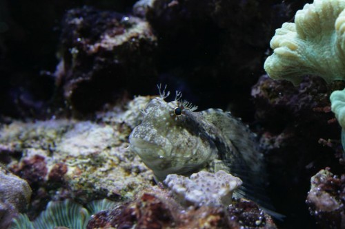 Salarias fasciatus (Large).JPG