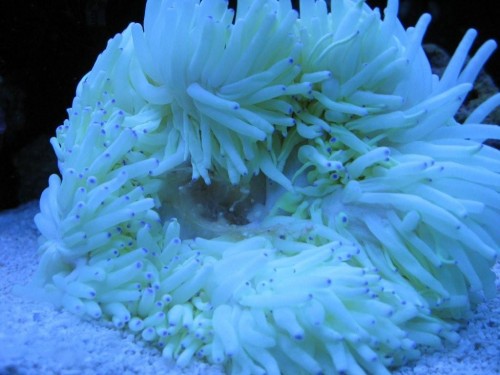 Anemone.jpg