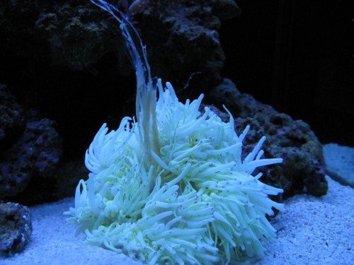 Anemone 2.jpg