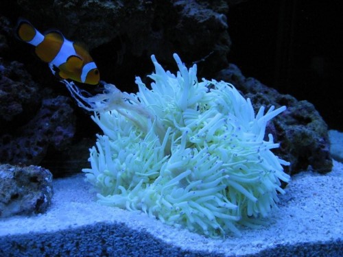 Anemone 3.jpg