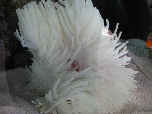 Anemone 5.jpg