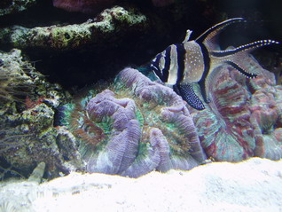 P1010018_resize.JPG