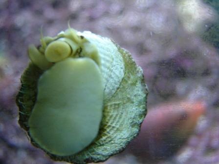 akvarie150409 (10).JPG