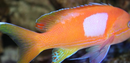 fisk.JPG