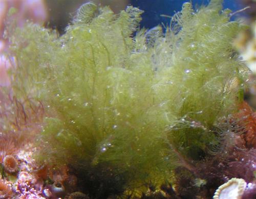 Bryopsis.jpg