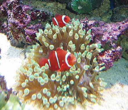 Et par Premnas biaculeatus i en anemone af arten Entacmaea quadricolor.
