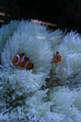 klovne og anemone.JPG