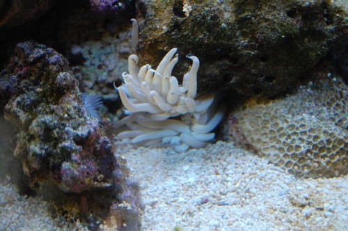 Syg anemone.jpg