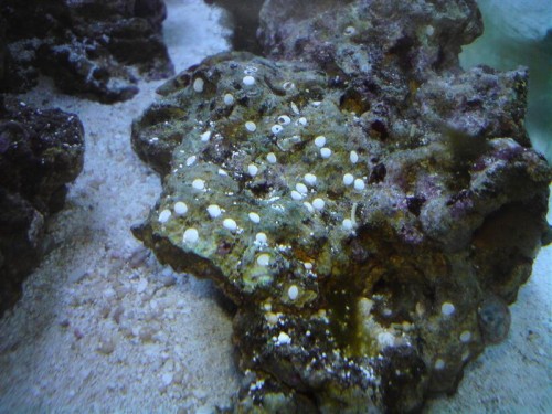DSC00523 (Medium).JPG