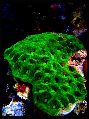DecOcean (2).JPG