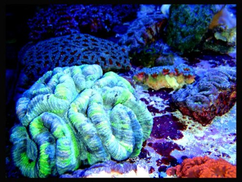 DecOcean (9).JPG