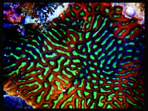 DecOcean (11).JPG