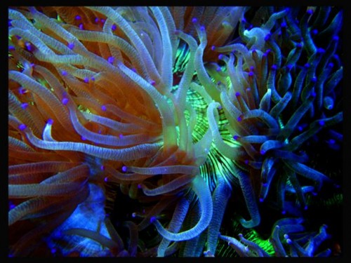 DecOcean (12).JPG