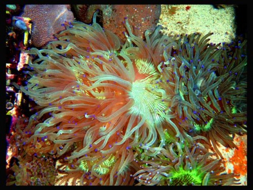 DecOcean (19).JPG