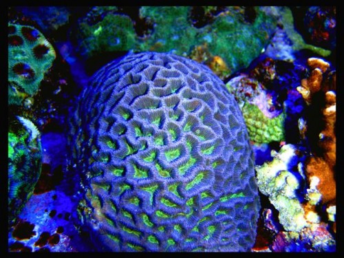 DecOcean (23).JPG