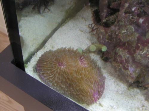Fungia1_small.jpg
