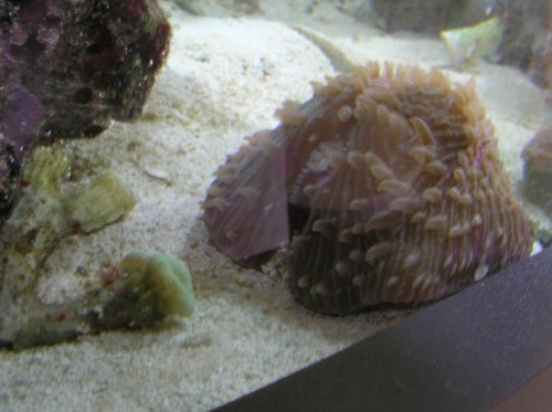Fungia2_small.jpg