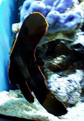 Platax pinnatus.JPG