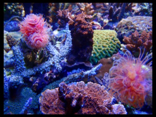 Decocean (9).JPG
