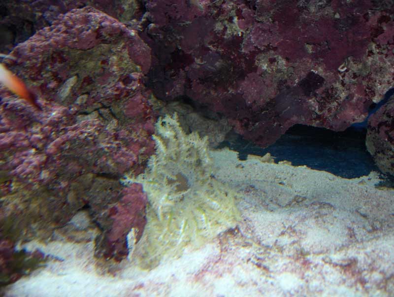 sandanemone.jpg