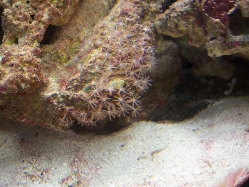 lyseroedpolyp.jpg