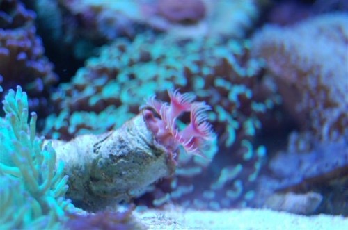 DSC_0623 (Small).JPG