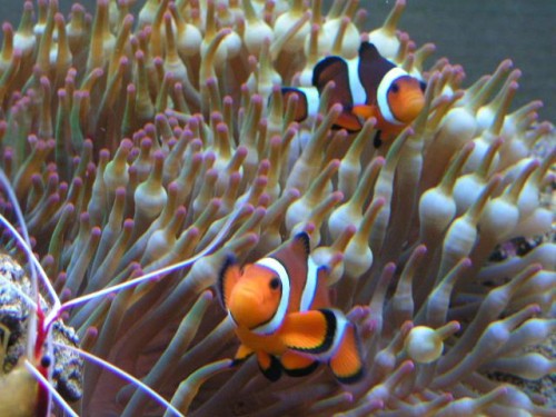 PICT0157.JPG