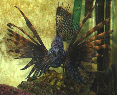 Pterois volitans. Men en meget mørk variant af den &amp;quot;normale&amp;quot; lyse. En forslugen, men ellers utroligt fredelig og rolig fisk.