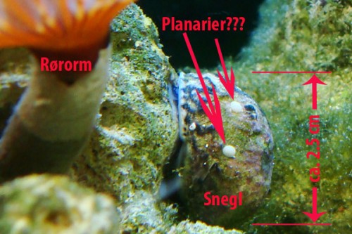 Planarier?