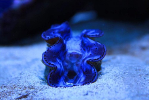 musling i blåt.jpg (76.69 KiB) Vist 1180 gange Musling i blåt