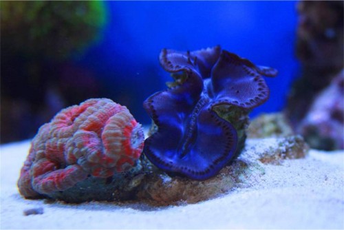 musling og acan.jpg (88.29 KiB) Vist 1177 gange Musling og Acan