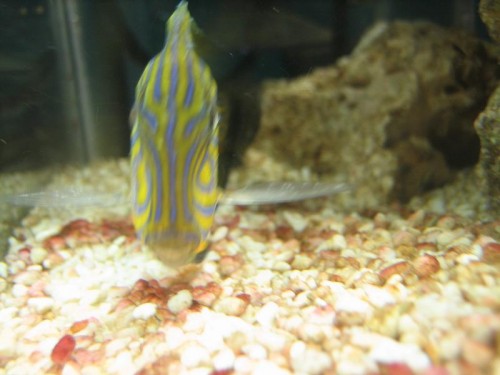 fisk 010.jpg