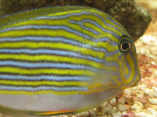 fisk 007.jpg