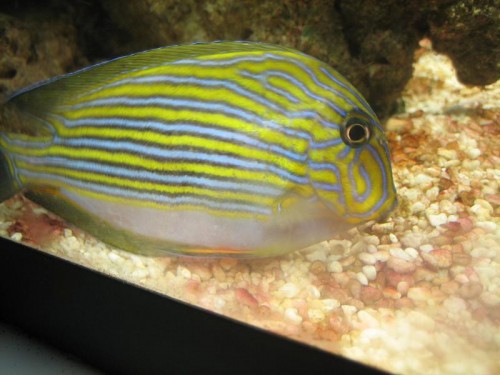 fisk 004.jpg
