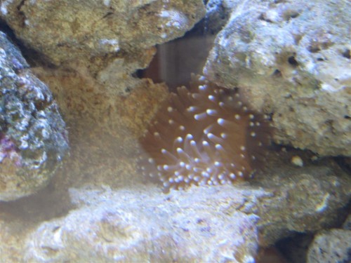 fisk og bløddyr 005 (Large).jpg