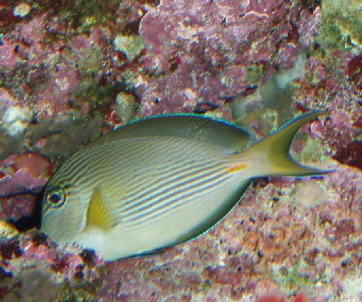 Ca. 6 cm. stor Acanthurus sohal.
