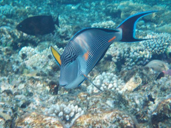 Fuldvoksen Acanthurus sohal ved Sharm el Sheikh.